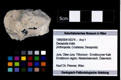 Foto (Objekt + Etikett) von Decapoda indet.  (NHMW-GEO-1990-0041-0374)